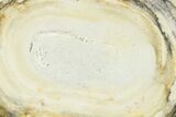 Agatized Fossil Coral - Florida #271610-1